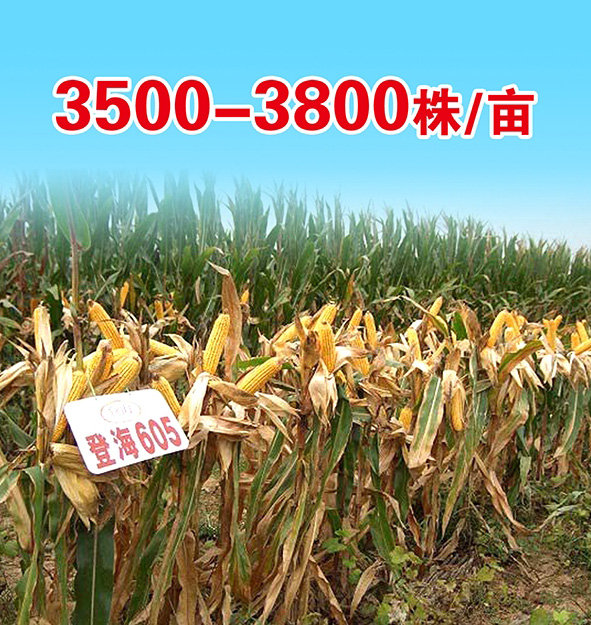 20200410102547144 \